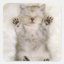Gatito que duerme en una alfombra mullida blanca,  calcomanía cuadrada personalizada