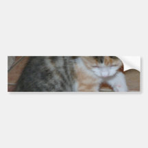 Gatito que juega y reclinación de la mamá pegatina de parachoque