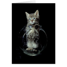 Gatito que mira hacia fuera felicitación