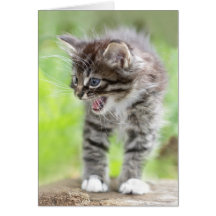 Gatito que silba tarjetas