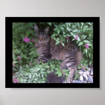 Gatito suave poster
