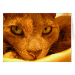 Gatito Tarjeta