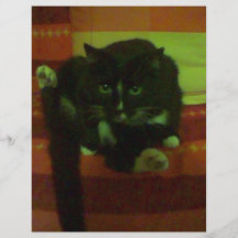 gatito tarjeta publicitaria