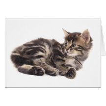gatito tarjetón