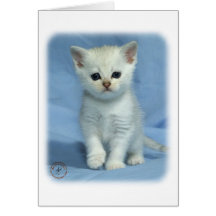 Gatitos 9W054D-330 Tarjeta