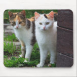 Gatitos ADORABLES alfombrillas de raton 