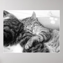 Gatitos de abrazo poster