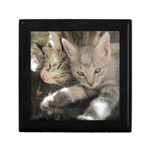 Gatitos de Stardust Cajas De Joyas
