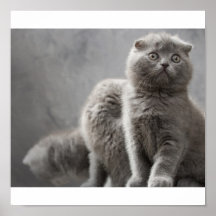 Gatitos del doblez del escocés posters
