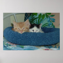 Gatitos en amor impresiones