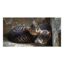 Gatitos en tarjeta de la foto de la silla tarjeta fotografica personalizada