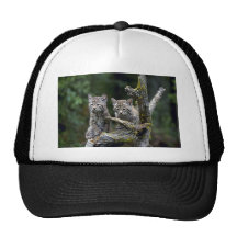gatitos Lince-verano-jovenes Gorra