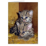 Gatitos margay de la postal felicitaciones