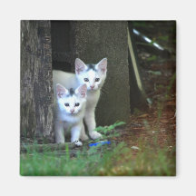 Gatitos salvajes iman