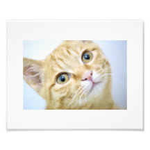 Gato amarillento dulce fotografias