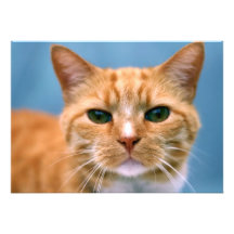 Gato anaranjado del gatito del gatito del Tabby Comunicados Personales