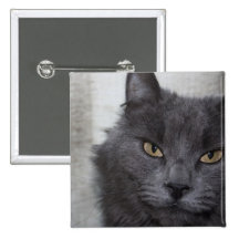 Gato azul ruso de pelo largo pins