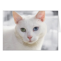 gato blanco con los ojos impares tarjeton