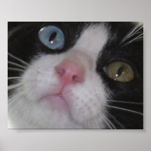 Gato blanco y negro del ojo impar poster