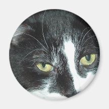 Gato blanco y negro del smoking imanes  
