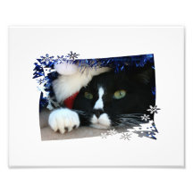 Gato blanco y negro, gorra de santa, malla y una p fotos