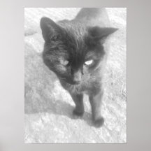 Gato blanco y negro poster