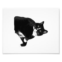 Gato blanco y negro que mira para arriba el recort fotografia