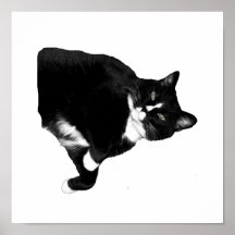 Gato blanco y negro que mira para arriba el recort poster