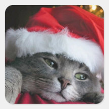 gato calcomanía cuadradas