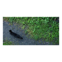 Gato callejero tarjeta fotográfica personalizada