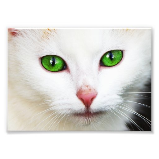 Gato con la foto de los ojos verdes
