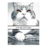 Gato con los ojos anaranjados del poder anuncio personalizado