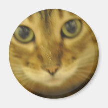 Gato de Bengala Iman De Frigorífico