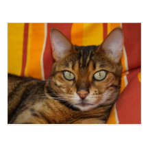 Gato de Bengala Tarjetas Postales