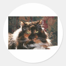 Gato de calicó con los ojos verdes etiqueta redonda