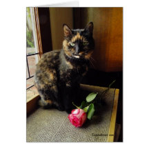 Gato de la concha y tarjeta de felicitación color 