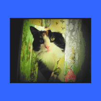 Gato de la cortina del calicó impresiones de lienzo