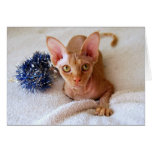 Gato de la esfinge con la tarjeta azul de la malla