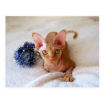 Gato de la esfinge con malla azul postal