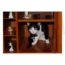 Gato de la exhibición tarjetas