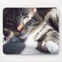Gato de la luz del sol alfombrillas de ratón