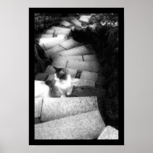 Gato de las escaleras de Steping Impresiones