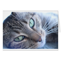 Gato de relajación felicitaciones