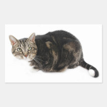 Gato de Shorthair del americano Rectangular Altavoz