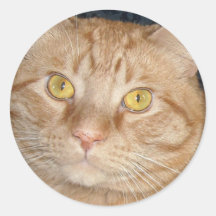 Gato de Tabby anaranjado Pegatinas