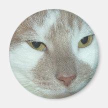 Gato de Tabby blanco y anaranjado Imán Para Frigorifico