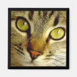 Gato de Tabby - imán