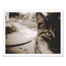 Gato de Tabby innomado de la foto "Italiano "