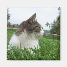 Gato de Tabby que se relaja en la hierba Iman Para Frigorífico