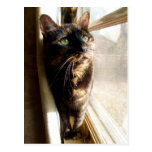 Gato de Torti en la postal